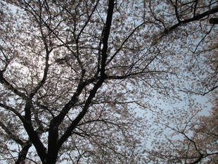 桜開花情報【4月2日号】