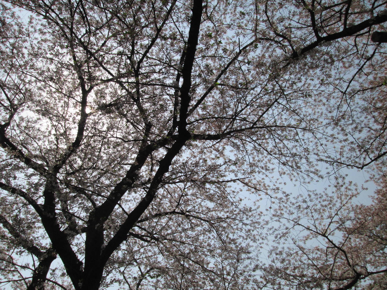 桜開花情報【4月2日号】の写真