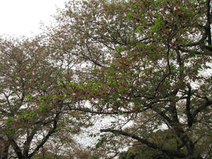 桜開花情報【4月5日号】