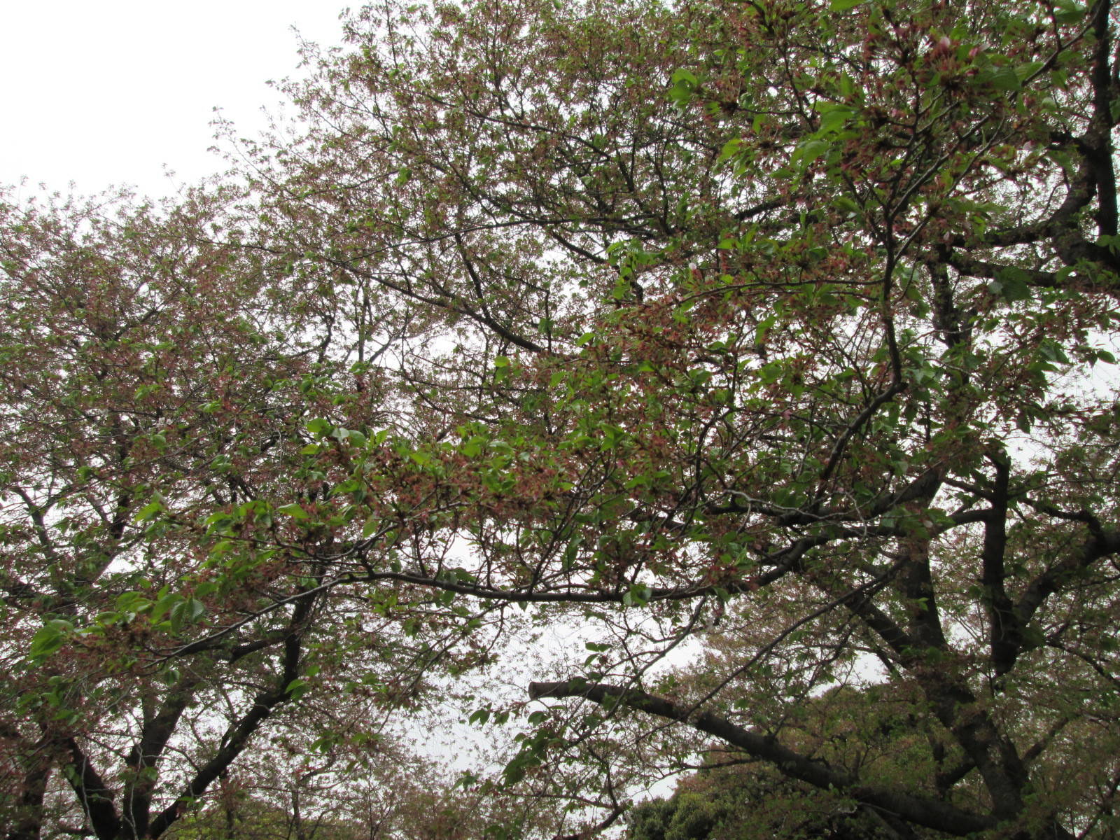 桜開花情報【4月5日号】の写真