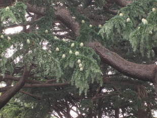 ヒマラヤスギの松ぼっくり