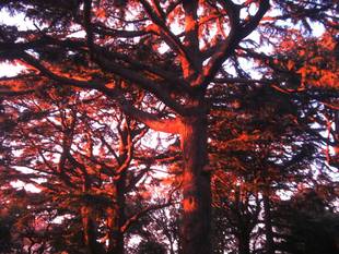 ～ヒマラヤスギが赤く染まる時～