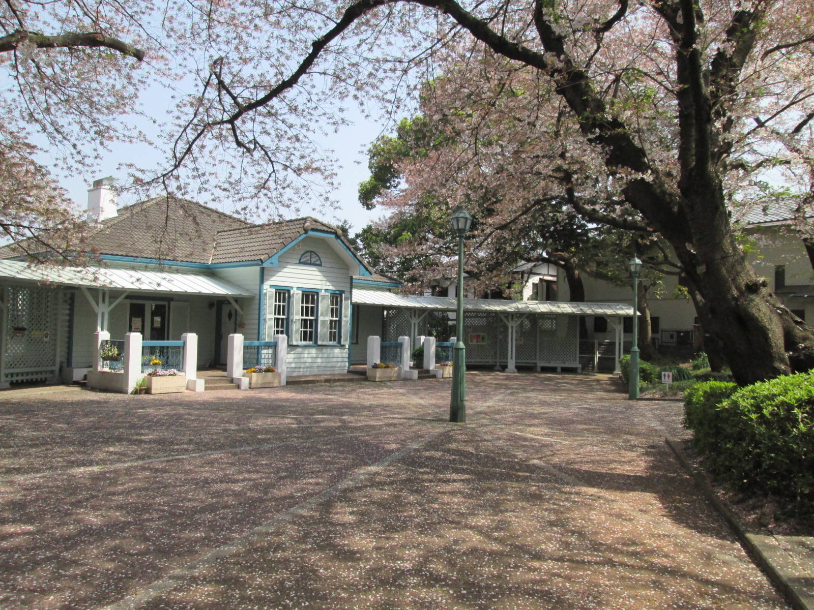 桜開花情報【予告】の写真