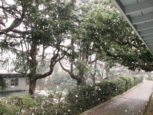 ❅❅雪の日❄❅