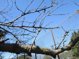 桜開花情報【3月8日号】