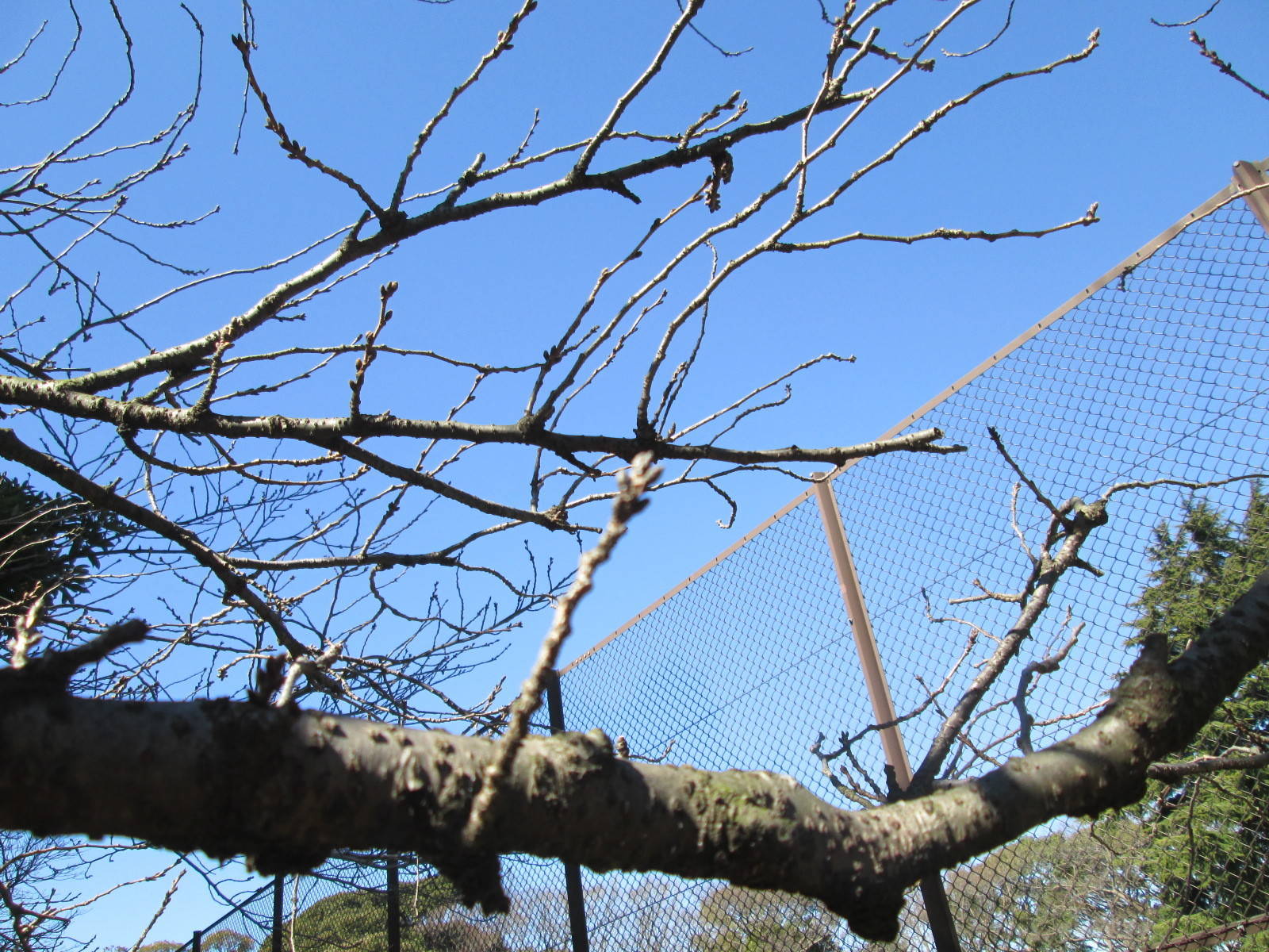桜開花情報【3月8日号】の写真