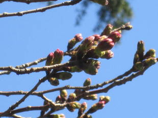 桜開花情報【3月18日号】