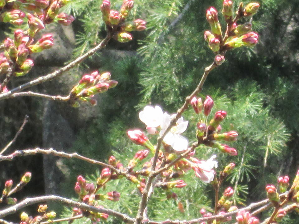 桜開花情報【3月20日号】の写真