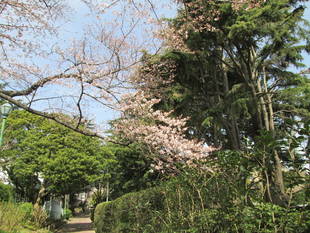 桜開花情報【3月22日号】