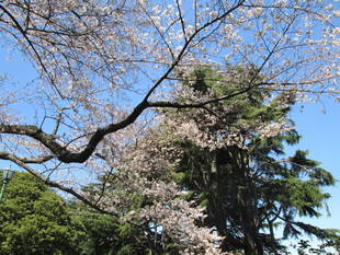 桜開花情報【3月24日号】