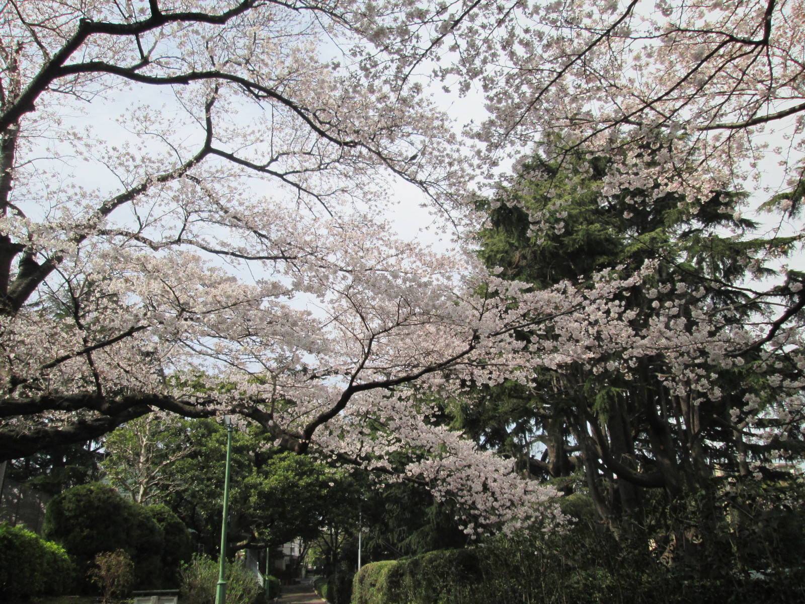 桜開花情報【3月26日号】の写真