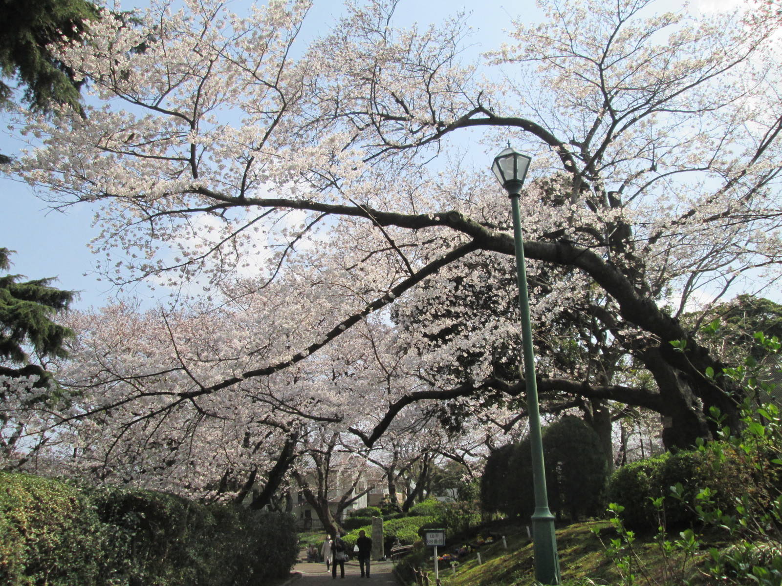 桜開花情報【3月27日号】の写真