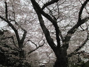 桜開花情報【3月30日号】