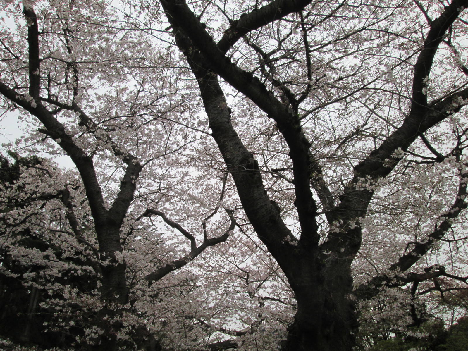 桜開花情報【3月30日号】の写真