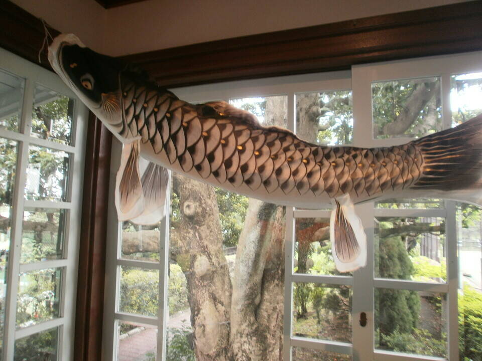 ～鯉のぼり～の写真