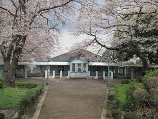 桜開花情報【4月2日号】