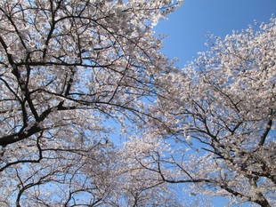 桜開花情報【4月4日号】