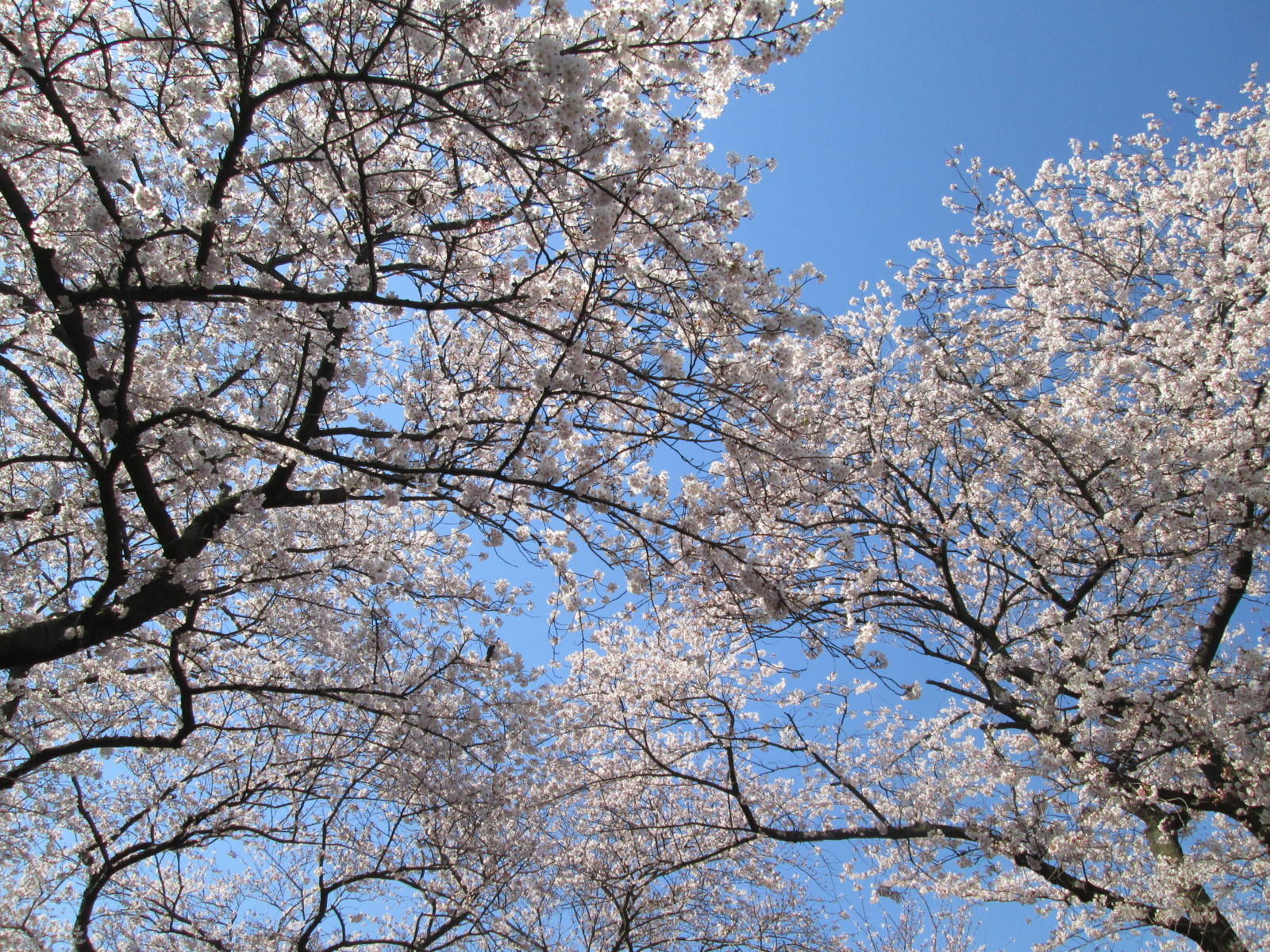 桜開花情報【4月4日号】の写真