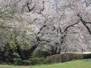 桜開花情報【4月6日号】