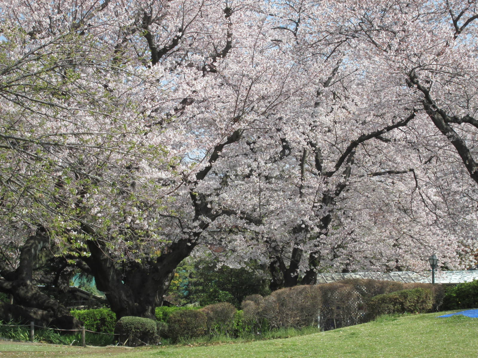 桜開花情報【4月6日号】の写真
