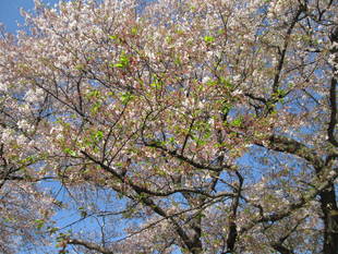 桜開花情報【4月9日号】