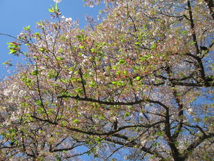 桜開花情報【4月11日号】