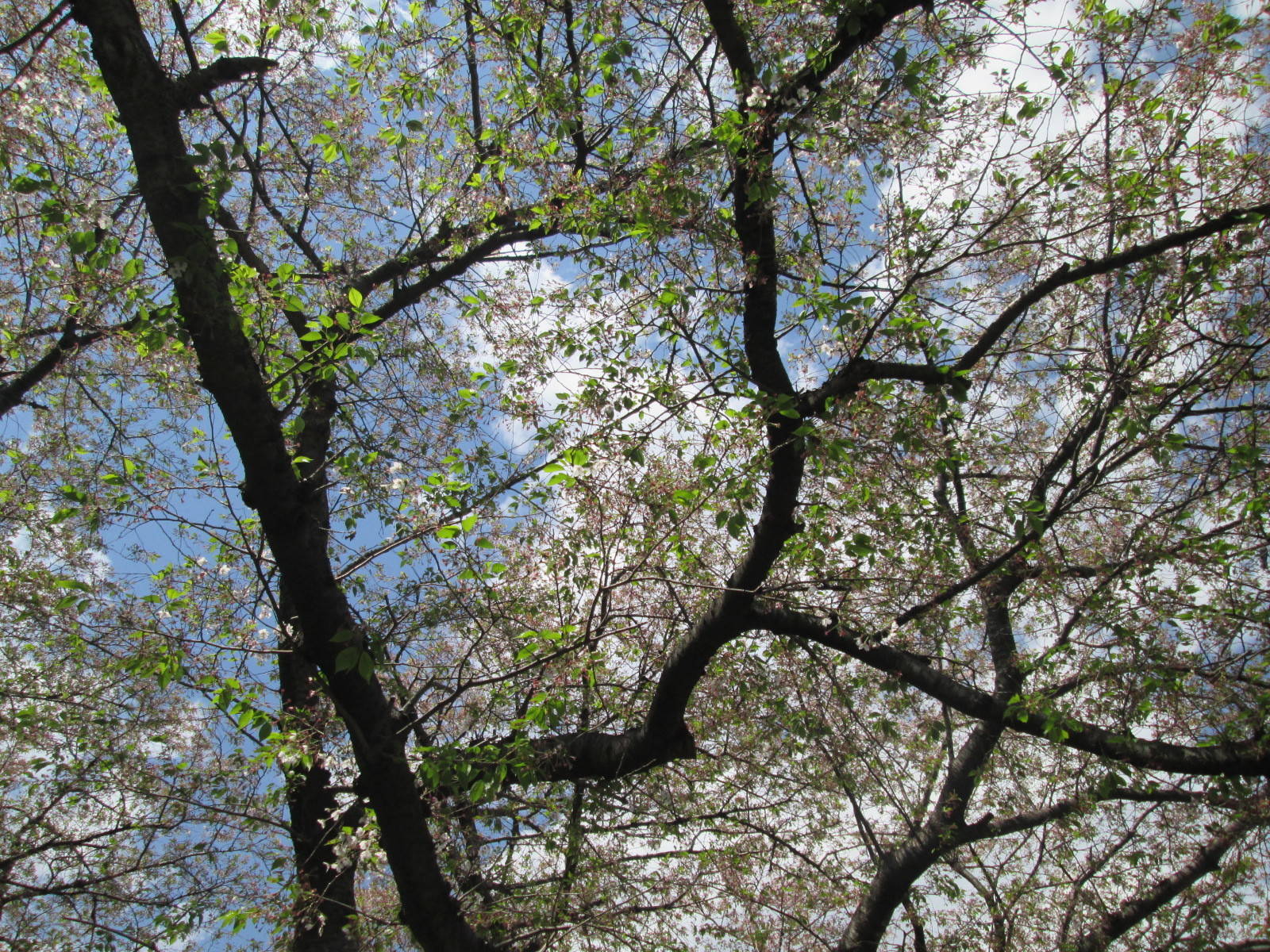 桜開花情報【4月15日号】の写真