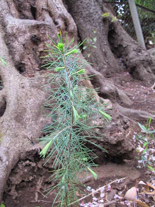 ーヒマラヤスギの４兄弟プラスー