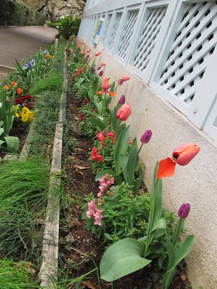 ❋❊咲いた咲いたチューリップ❋❊