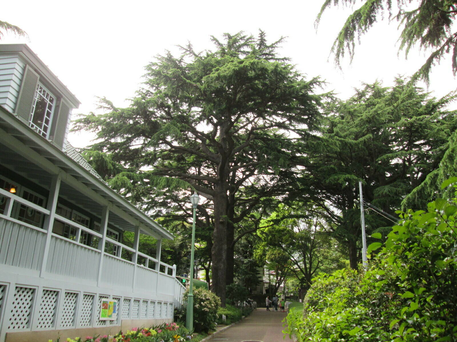 ヒマラヤスギの小さな松ぼっくりの写真