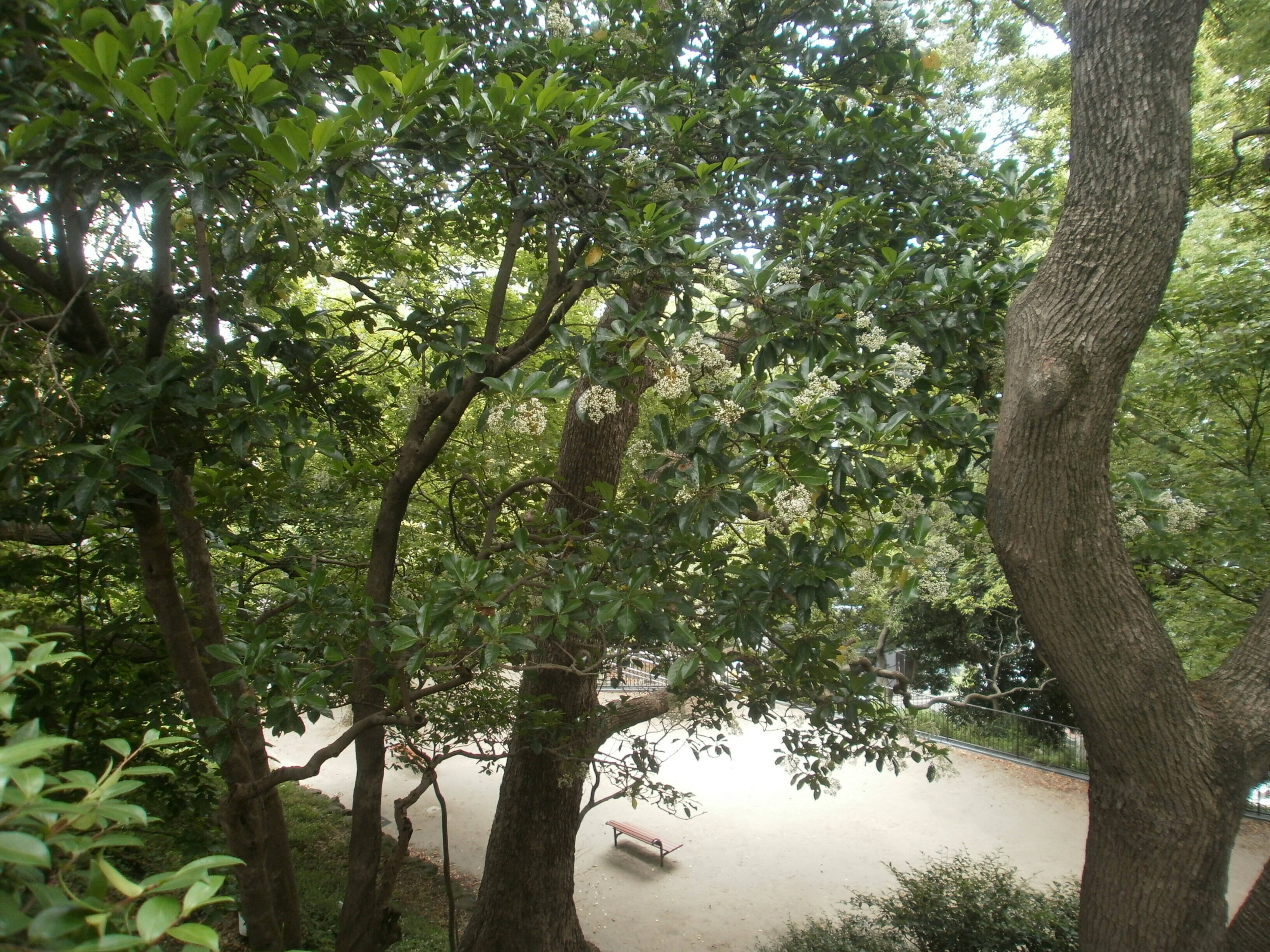 ~初夏・公園に漂う甘い香りは?~の写真