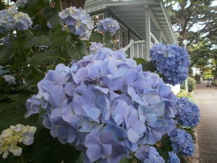 ～紫陽花～