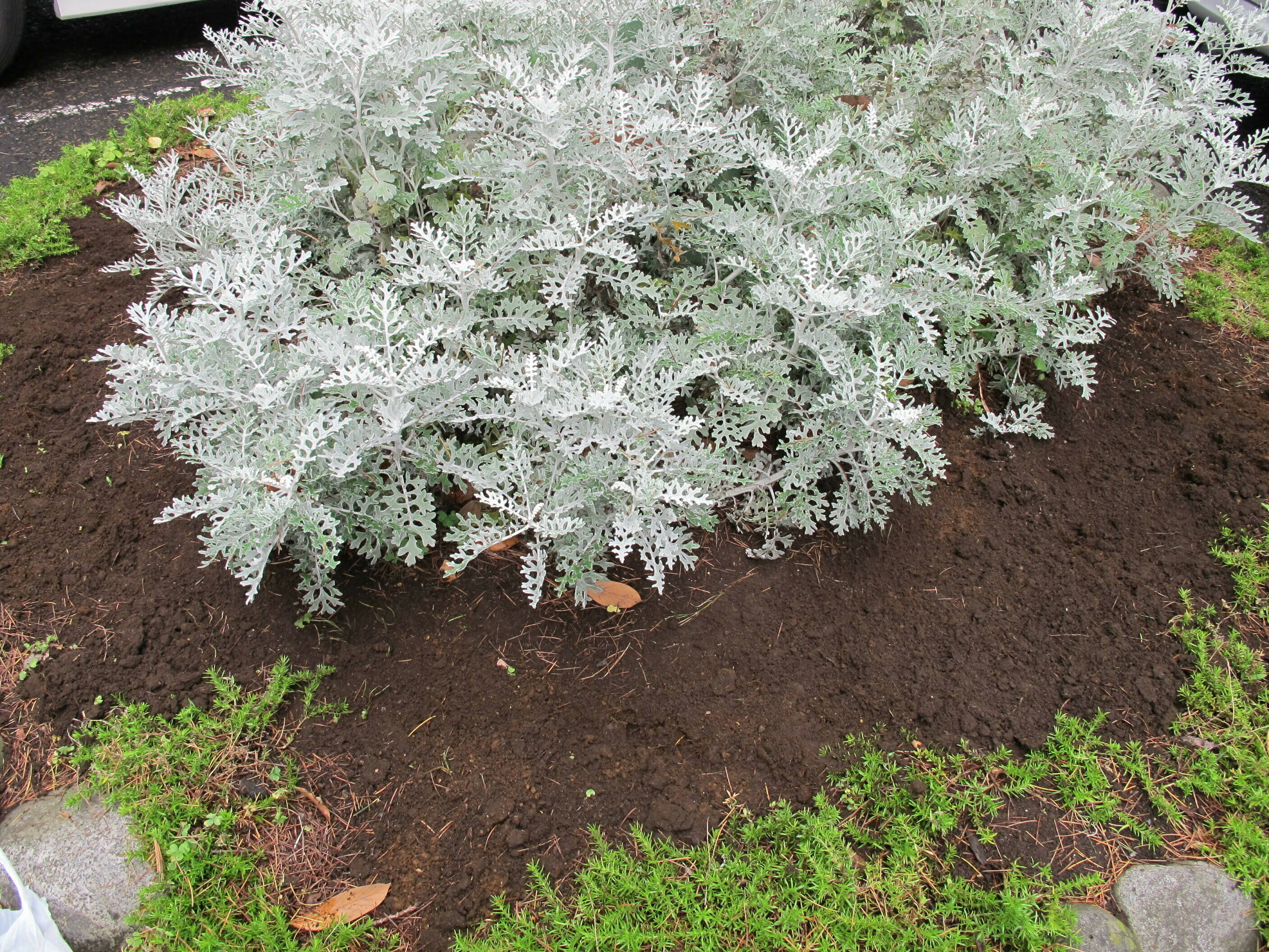 ~たねダンゴを植える~の写真