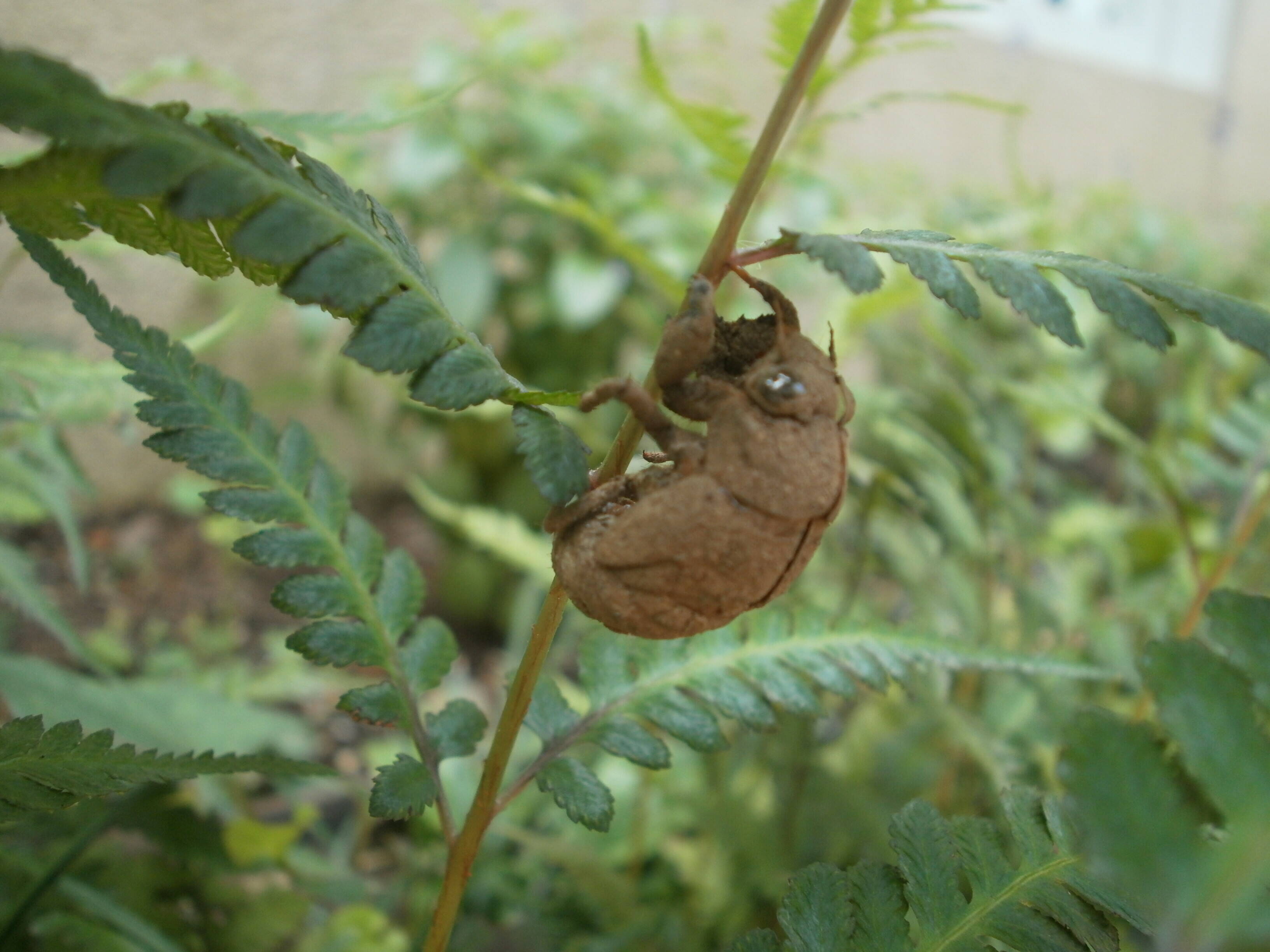 セミのぬけ殻の写真