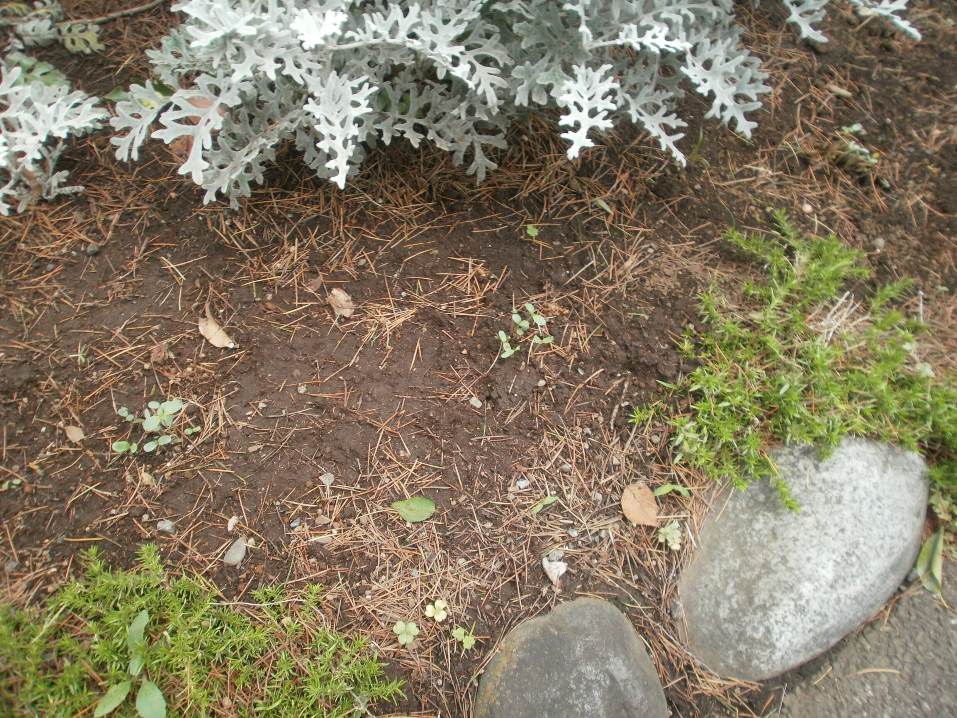 ～たねダンゴを植える～その２の写真