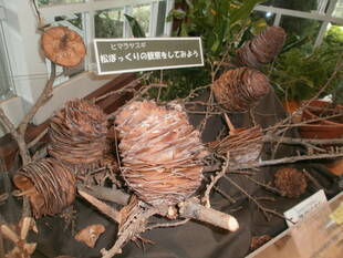 ～夏休み企画 　ヒマラヤスギの松ぼっくりを観察しよう～  