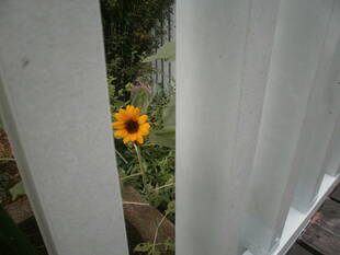 ❘❘❙❚　処暑　❚❙❘❘