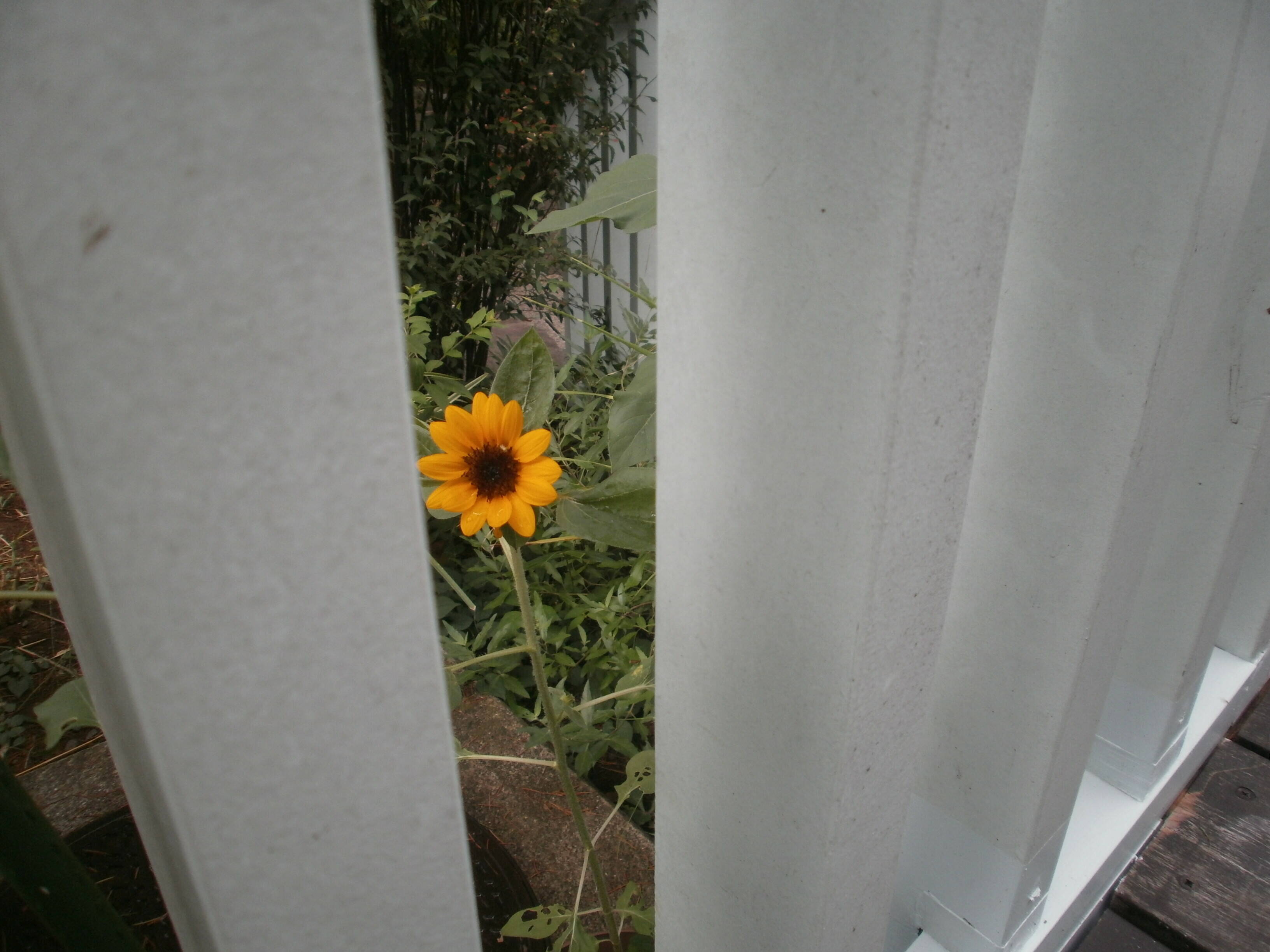 ❘❘❙❚ 処暑 ❚❙❘❘の写真