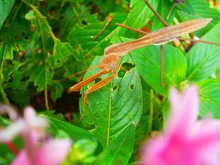 ◠◡9月になって◡◠