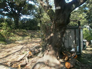 山手公園台風15号の爪痕