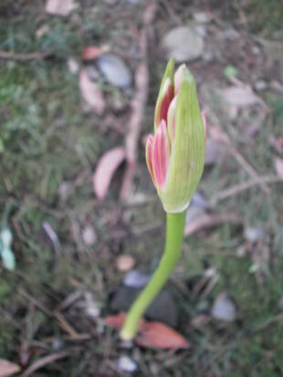 ✦彼岸花のつぼみ✦