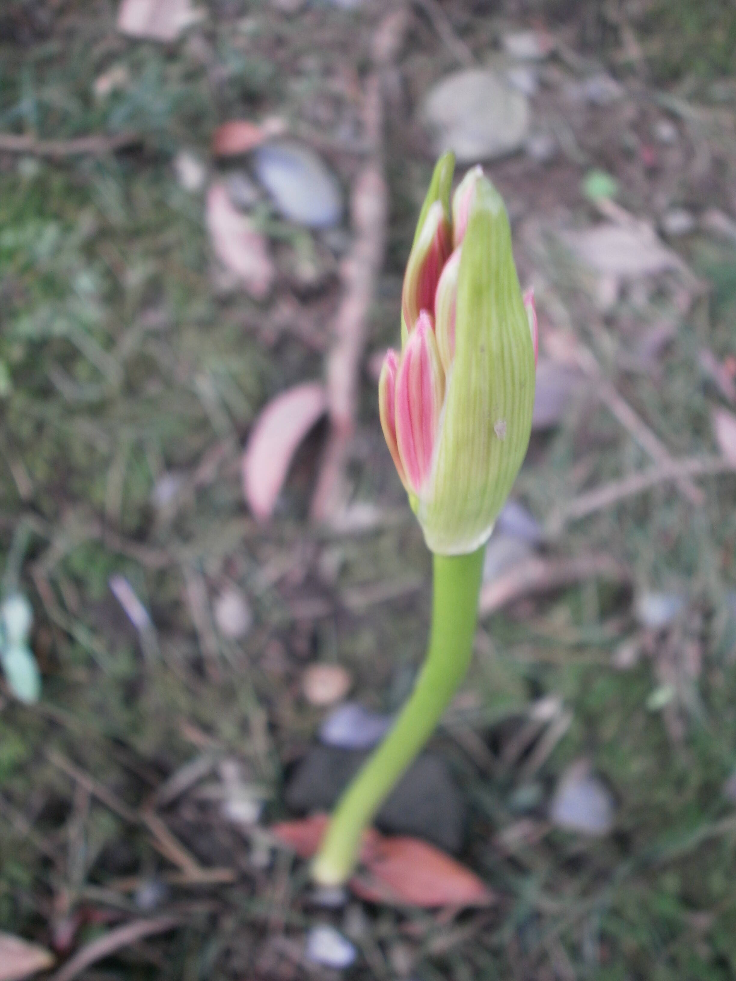 ✦彼岸花のつぼみ✦の写真