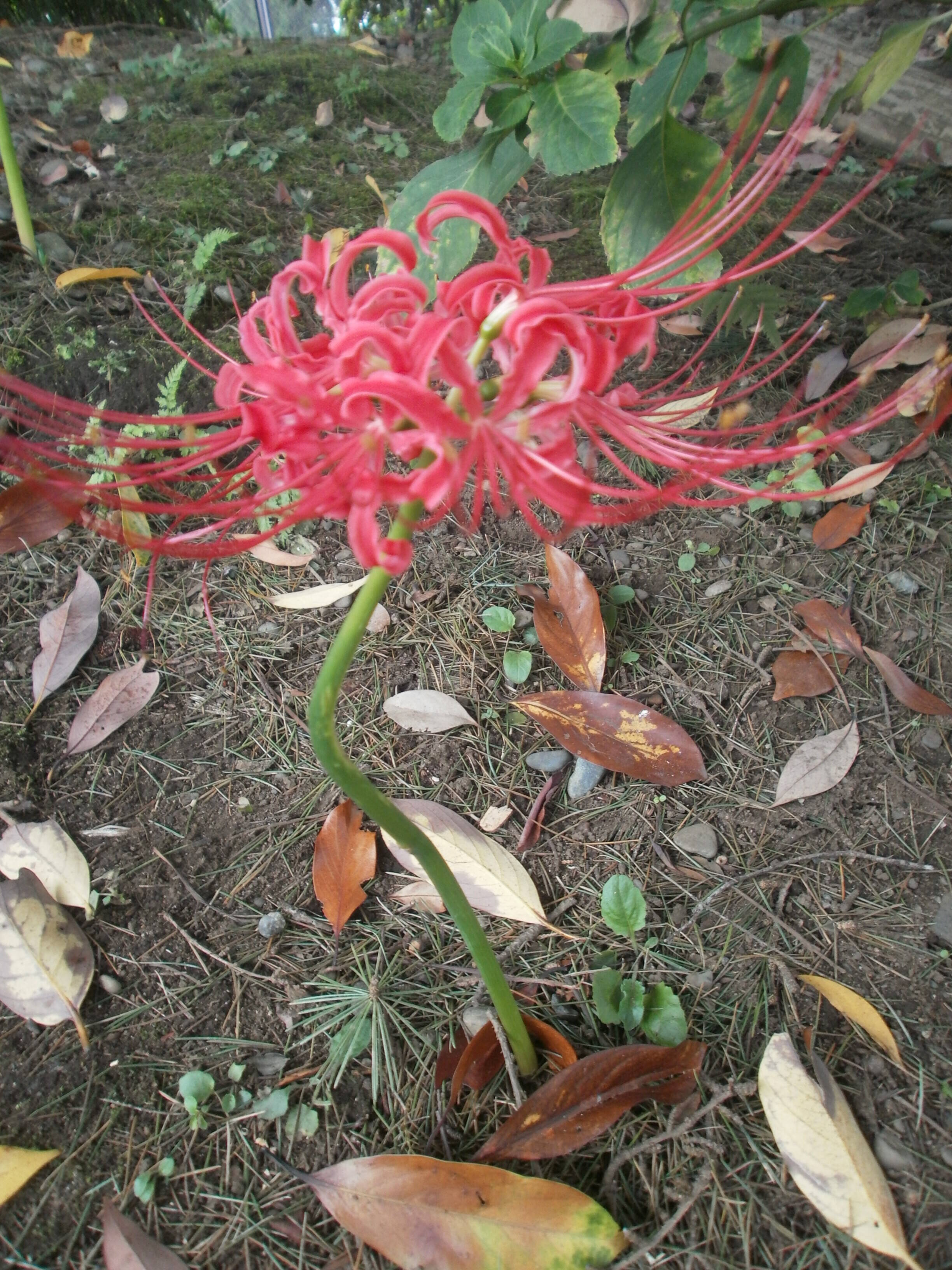 ❏彼岸花咲いています❏の写真