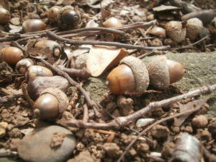 ≪山手公園の秋　その１≫