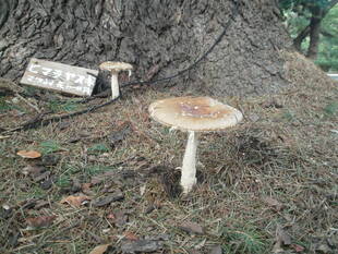 ✕食べられないきのこ✕