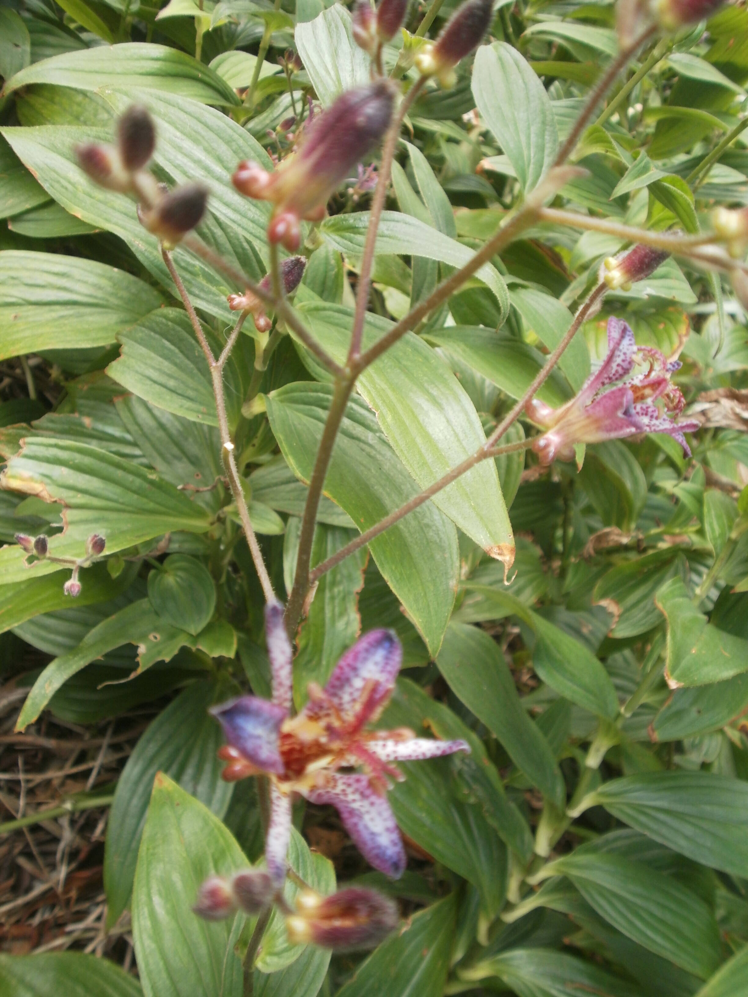 ≪山手公園の秋　その２≫の写真