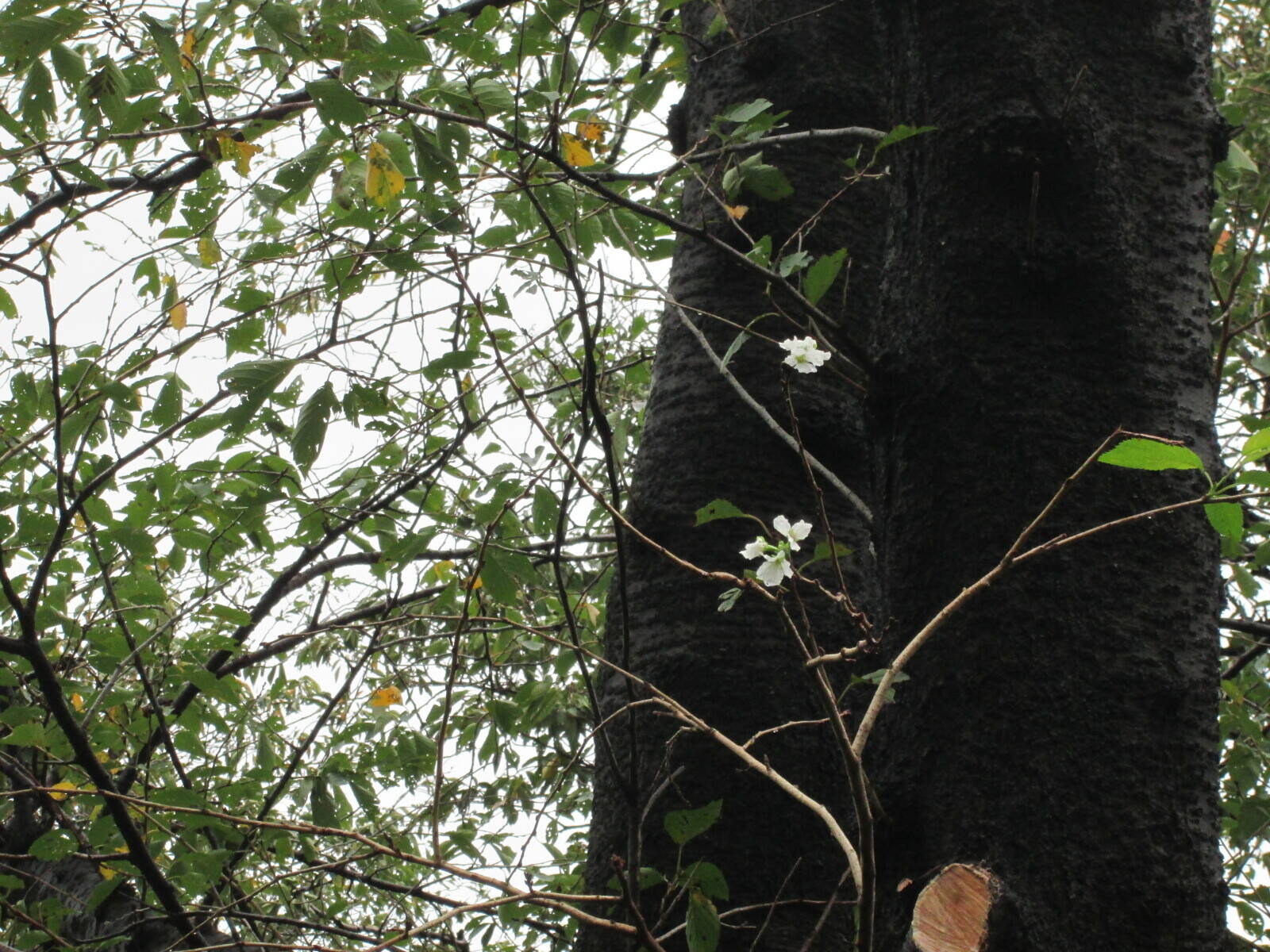 さくらが咲いていましたの写真