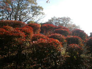 ✧✦秋色・いろいろ✦✧  