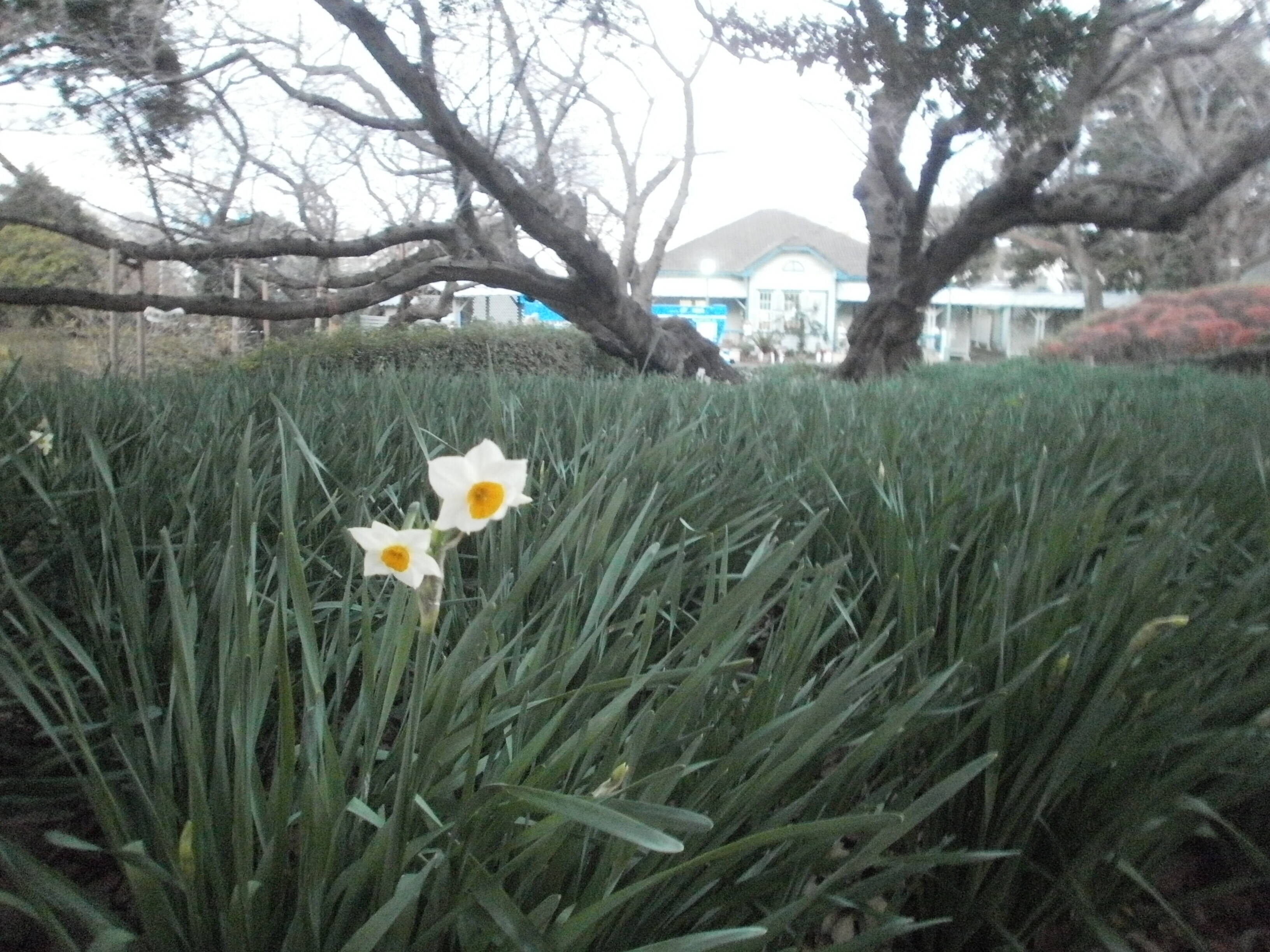 ❍水仙が咲き始めました❍の写真