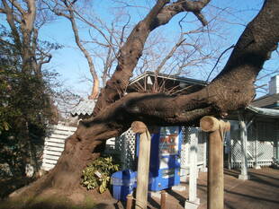‷桜のほおづえ‷